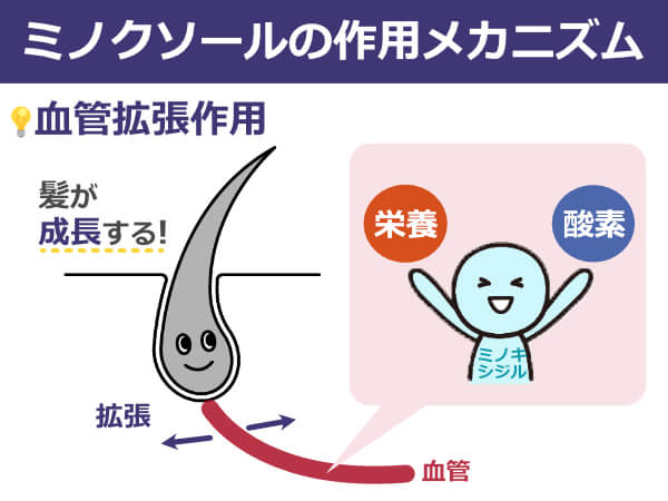 ミノクソール 作用メカニズム