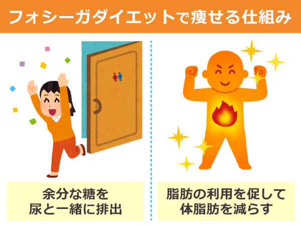 フォシーガダイエットで痩せる仕組み