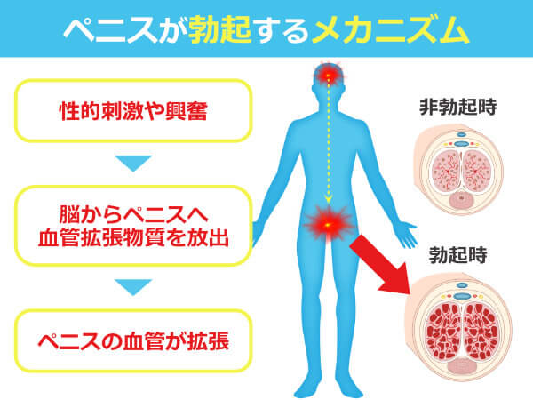 ペニスをサイズアップさせるには