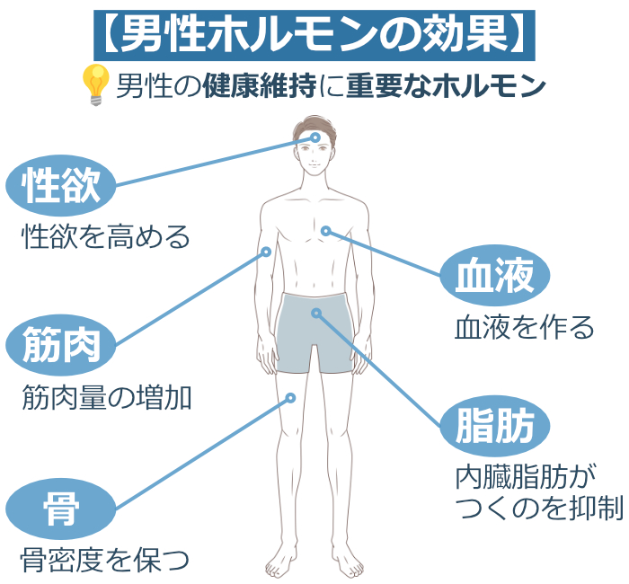 男性ホルモン剤の通販｜テストステロン | グー薬局