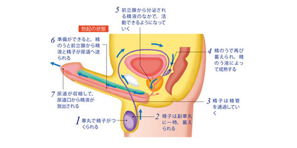 射精のメカニズム